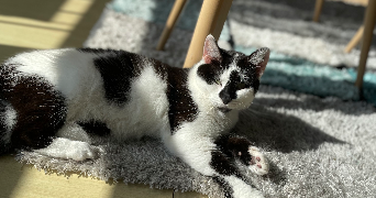 laurelise pet sitter à Maromme 76150_2