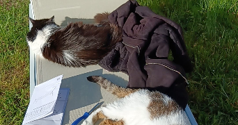 ricardo pet sitter à BEAULON 03230_2