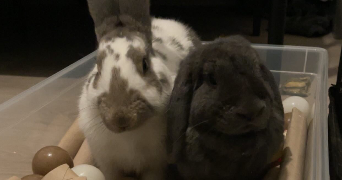 montana pet sitter à CORBERON 21250_4