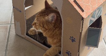 melanie pet sitter à MAGNE 79460_2