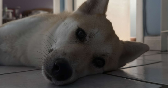 mélodie pet sitter à NANCY 54000_0