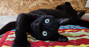 diane pet sitter à ST AVE 56890_0
