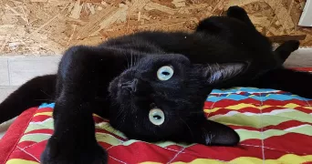 diane pet sitter à ST AVE 56890