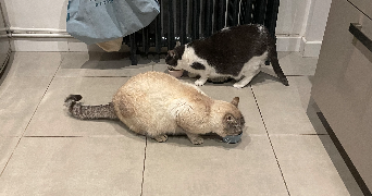 jasmine pet sitter à ST JACQUES DE LA LANDE 35136_0