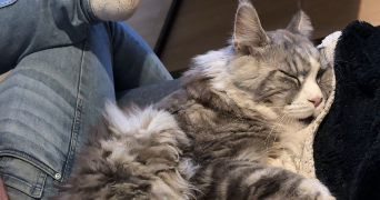 hugo pet sitter à VAUX EN BEAUJOLAIS 69460_1