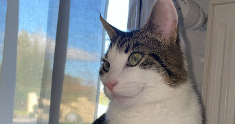 natty pet sitter à COMBRAND 79140_1