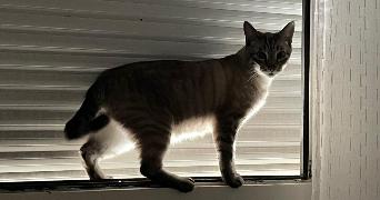 lounes pet sitter à LES ULIS 91940_3