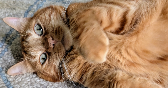 florence pet sitter à PARIS 15 75015_3