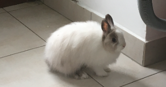 corinne pet sitter à MONTEUX 84170_7