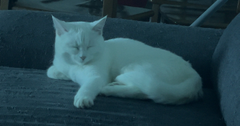 marissa pet sitter à STRASBOURG 67000_1