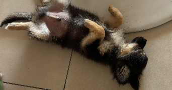 christophe pet sitter à SOUFFELWEYERSHEIM 67460_1
