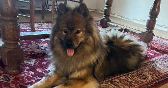 lucile pet sitter à ST REMY L HONORE 78690_5