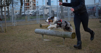 katy pet sitter à RENNES 35700_9