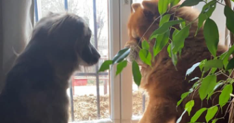 sandrine pet sitter à LUSIGNY SUR BARSE 10270_6