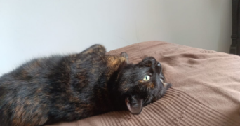 marie pet sitter à REIMS 51100_3