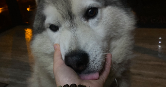 anouk pet sitter à COURBEVOIE 92400_8