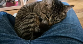 olivia pet sitter à MONTPELLIER 34000_2