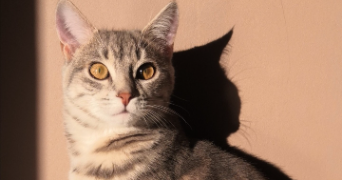 deborah pet sitter à BOURGOIN JALLIEU 38300_1