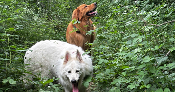 selin pet sitter à CHAMPAGNIER 38800_1