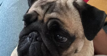 anne-sophie pet sitter à GENAS 69740