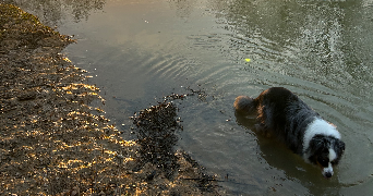 lucas pet sitter à CRY 89390_7