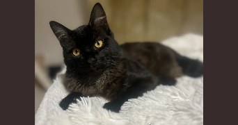 maelyss pet sitter à SADIRAC 33670_1