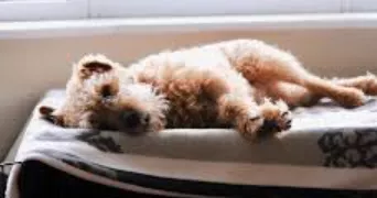 anita pet sitter à CHATELLERAULT 86100