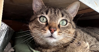 emma pet sitter à ERAGNY 95610_2