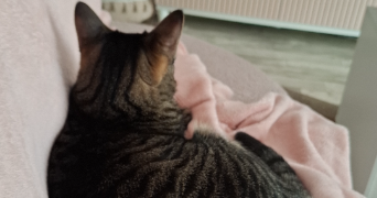 yasmine pet sitter à COLOMBES 92700_1