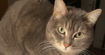 lory pet sitter à PITHIVIERS 45300_3