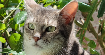 cléa pet sitter à MARGNY LES COMPIEGNE 60280_0