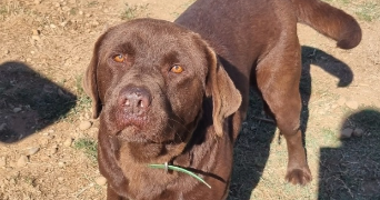 amélie pet sitter à CHARVIEU CHAVAGNEUX 38230_5