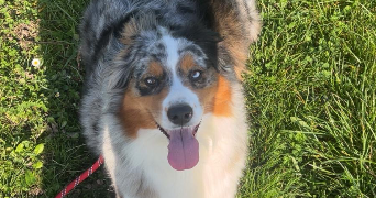 emma pet sitter à LIMERAY 37530_1