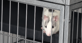 laëtitia pet sitter à Peymeinade 06530_7