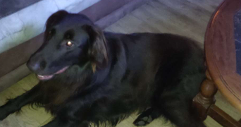 juliana pet sitter à ST ETIENNE DU ROUVRAY 76800_7
