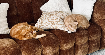 elvina cat sitter à LE PARC 50870_9