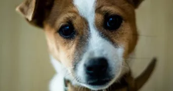 anissath pet sitter à SCEAUX 92330