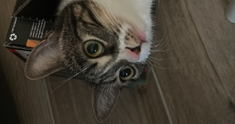 antoine  cat sitter à SARREGUEMINES 57200_2