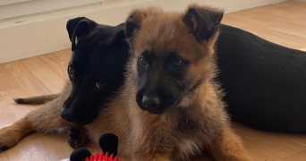 elodie pet sitter à BONNEVAL 28800_4