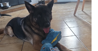 adrien pet sitter à TERRES DE CAUX 76640_1