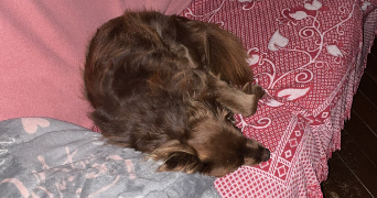 maël pet sitter à PLASSAC 17240_3