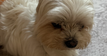 marie christine dog sitter à SOULLANS 85300_8
