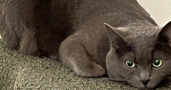 caroline pet sitter à VILLIERS ST FREDERIC 78640_2