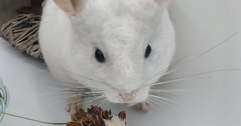 lea pet sitter à KINGERSHEIM 68260_4