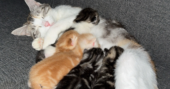 chyrenn pet sitter à ST BRIEUC 22000_2