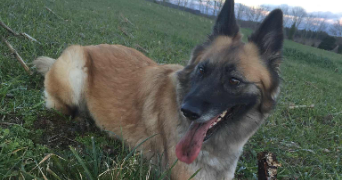 violette pet sitter à RENNES 35000_5