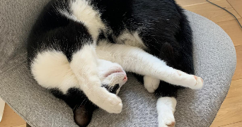 loève cat sitter à BREST 29200_1