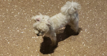 amine pet sitter à CLERMONT FERRAND 63000_2