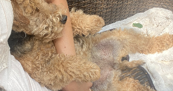 chloé pet sitter à PARIS 15 75015_0