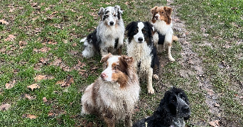 christine pet sitter à GIF SUR YVETTE 91190_5